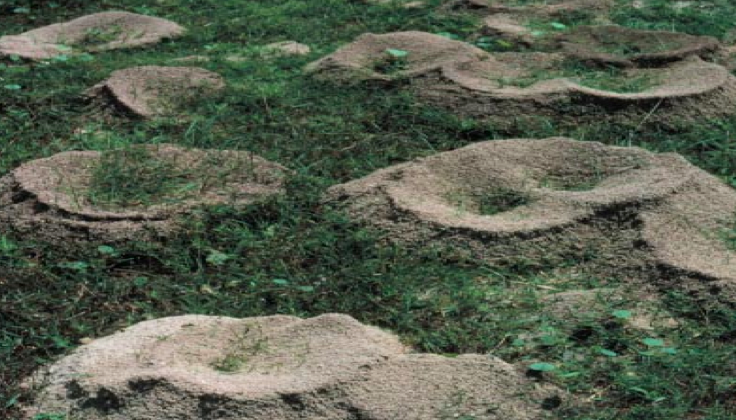 How do you get rid of ant hills?