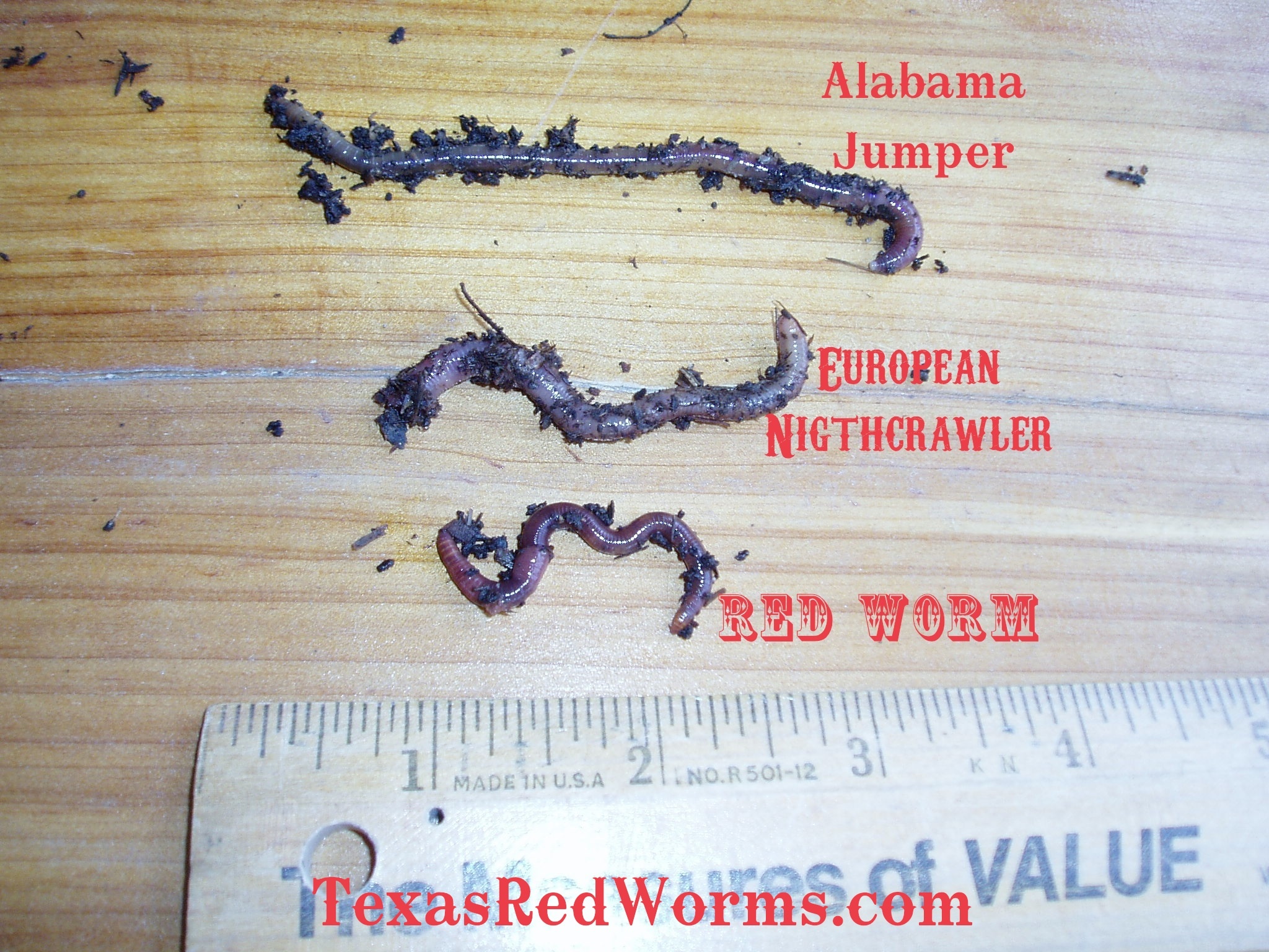 earthworms for sale in texas